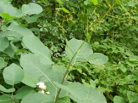 Cotinus coggygyra 12, Saxifraga-Rutger Barendse