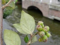 Cotoneaster dielsianus 8, Diels cotoneaster, Saxifraga-Rutger Barendse