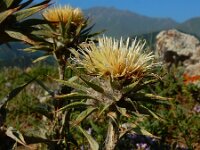 Cousinia macrocephala 2, Saxifraga-Ed Stikvoort