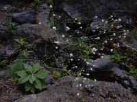 Crambe scaberrima 1, Saxifraga-Ed Stikvoort