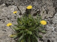 Crepis albida 3, Saxifraga-Willem van Kruijsbergen