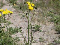 Crepis biennis 19, Groot streepzaad, Saxifraga-Peter Meininger