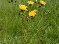 Crepis biennis 36, Groot streepzaad, Saxifraga-Ed Stikvoort