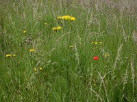 Crepis biennis 5, Groot streepzaad, Saxifraga-Peter Meininger