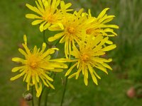 Crepis biennis 6, Groot streepzaad, Saxifraga-Peter Meininger