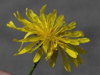 Crepis biennis 9, Groot streepzaad, Saxifraga-Peter Meininger