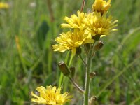 Crepis praemorsa 2, Saxifraga-Jan Willem Jongepier