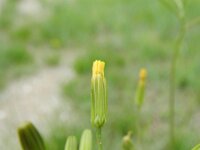 Crepis pulchra 2, Fraai streepzaad, Saxifraga-Rutger Barendse