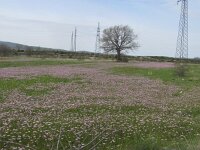 Crepis rubra 8, Saxifraga-Jasenka Topic