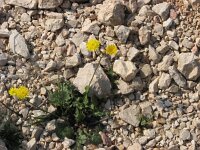 Crepis sancta 2, Saxifraga-Jasenka Topic