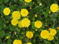 Crepis sancta 3, Saxifraga-Jasenka Topic