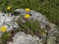 Crepis sancta 4, Saxifraga-Willem van Kruijsbergen