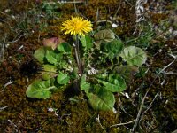 Crepis sancta 5, Saxifraga-Ed Stikvoort