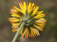 Crepis vesicaria 12, Paardenbloemstreepzaad, Saxifraga-Peter Meininger