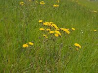 Crepis vesicaria 19, Paardenbloemstreepzaad, Saxifraga-Ed Stikvoort