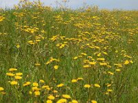 Crepis vesicaria 27, Paardenbloemstreepzaad, Saxifraga-Ed Stikvoort