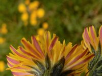 Crepis vesicaria 4, Paardenbloemstreepzaad, Saxifraga-Peter Meininger