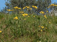 Crepis vesicaria ssp taraxifolia 30, Saxifraga-Peter Meininger