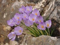 Crocus goulimyi ssp goulimyi 11, Saxifraga-Harry Jans