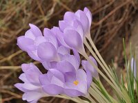 Crocus goulimyi ssp goulimyi 13, Saxifraga-Harry Jans