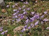 Crocus goulimyi ssp goulimyi 4, Saxifraga-Harry Jans