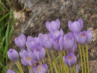 Crocus goulimyi ssp goulimyi 9, Saxifraga-Harry Jans