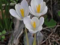 Crocus goulimyi ssp leucanthus 1, Saxifraga-Harry Jans