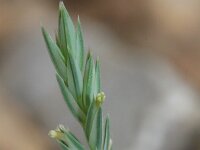 Crucianella latifolia 3, Saxifraga-Rutger Barendse