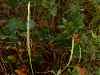 Crucianella latifolia 4, Saxifraga-Ed Stikvoort : Krani en Argostoli Kefalonia s9900