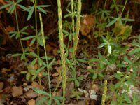 Crucianella latifolia 5, Saxifraga-Ed Stikvoort : Krani en Argostoli Kefalonia s9900