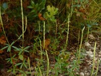 Crucianella latifolia 6, Saxifraga-Ed Stikvoort : Krani en Argostoli Kefalonia s9900