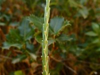 Crucianella latifolia 7, Saxifraga-Ed Stikvoort : Krani en Argostoli Kefalonia s9900
