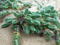 Crucianella maritima 5, Saxifraga-Ed Stikvoort