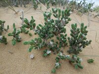 Crucianella maritima 6, Saxifraga-Ed Stikvoort