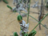 Crucianella maritima 7, Saxifraga-Ed Stikvoort