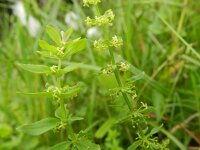 Cruciata glabra 3, Saxifraga-Rutger Barendse