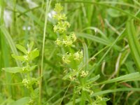 Cruciata glabra 4, Saxifraga-Rutger Barendse
