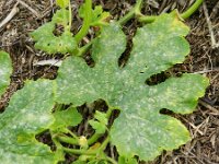 Cucurbita pepo 4, Courgette, Saxifraga-Rutger Barendse