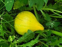 Cucurbita pepo 5, Courgette, Saxifraga-Rutger Barendse