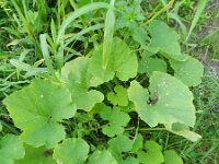 Cucurbita pepo 6, Courgette, Saxifraga-Rutger Barendse