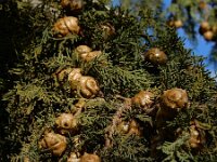 Cupressus sempervirens 11, Saxifraga-Ed Stikvoort