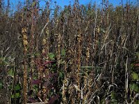 Cuscuta gronovii 12, Oeverwarkruid, Saxifraga-Ed Stikvoort