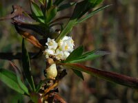 Cuscuta gronovii 13, Oeverwarkruid, Saxifraga-Ed Stikvoort