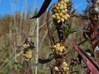 Cuscuta gronovii 14, Oeverwarkruid, Saxifraga-Ed Stikvoort