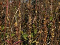 Cuscuta gronovii 7, Oeverwarkruid, Saxifraga-Ed Stikvoort