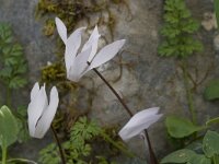 Cyclamen creticum 11, Saxifraga-Willem van Kruijsbergen