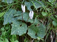 Cyclamen creticum 15, Saxifraga-Harry Jans