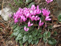Cyclamen europaeus 2, Saxifraga-Jasenka Topic