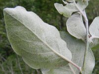 Cydonia oblonga 2, Kweepeer, Saxifraga-Rutger Barendse