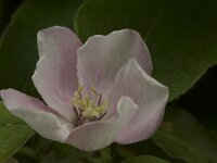 Cydonia oblonga 5, Kweepeer, Saxifraga-Jan Nijendijk